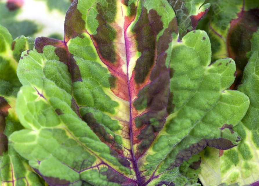 Coleus blumei