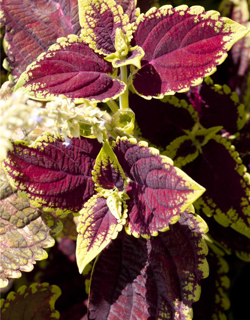 Coleus blumei