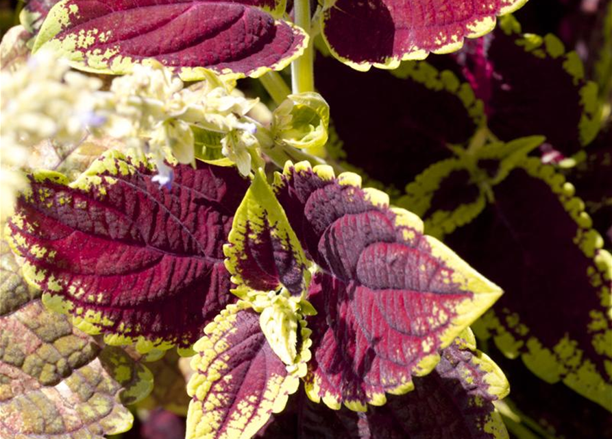 Coleus blumei