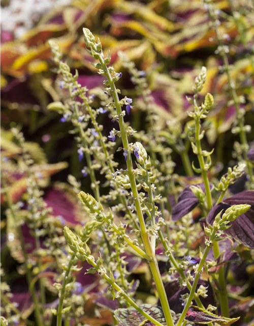 Coleus blumei