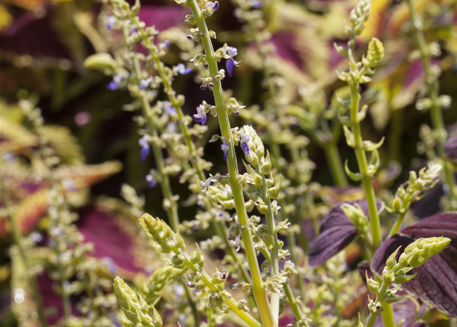 Coleus blumei