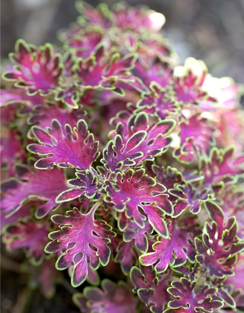 Coleus blumei