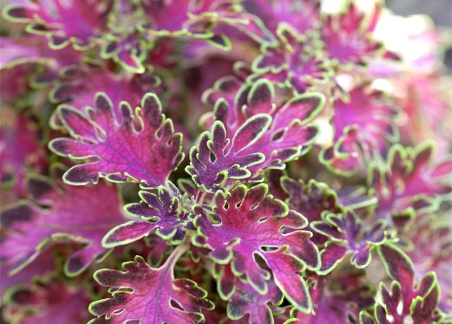 Coleus blumei