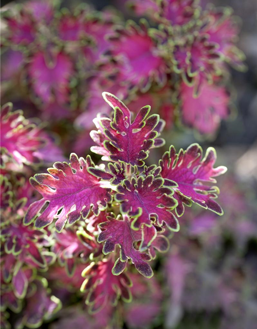 Coleus blumei