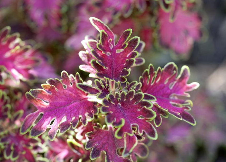 Coleus blumei