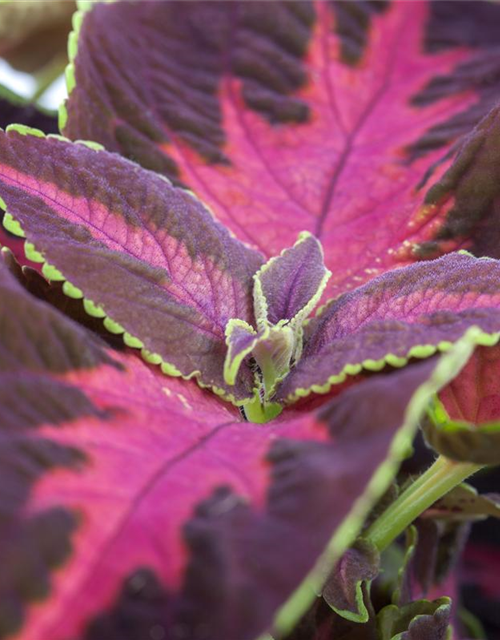 Coleus blumei