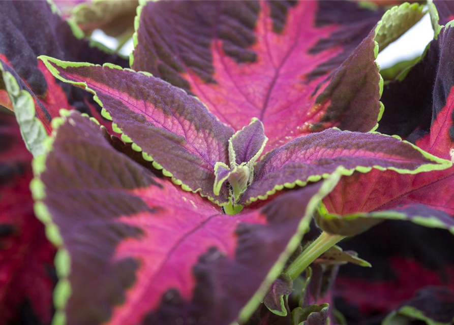 Coleus blumei