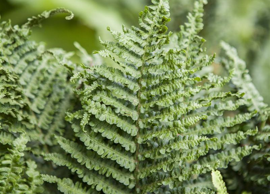 Athyrium filix-femina