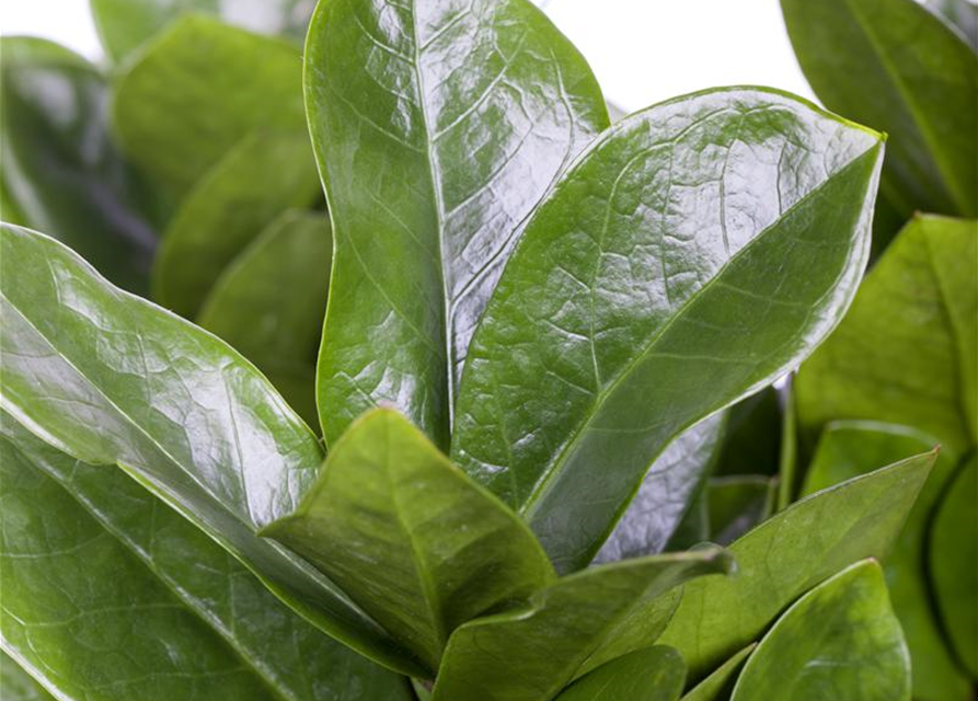 Zamioculcas zamiifolia