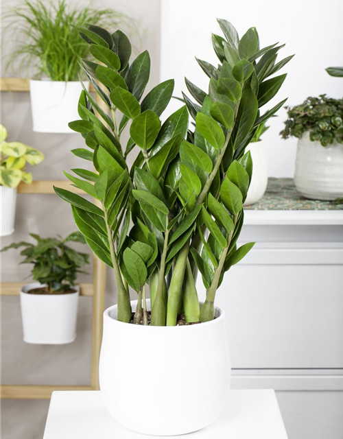 Zamioculcas zamiifolia