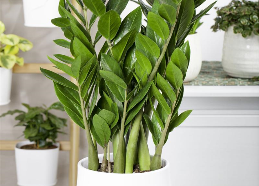 Zamioculcas zamiifolia