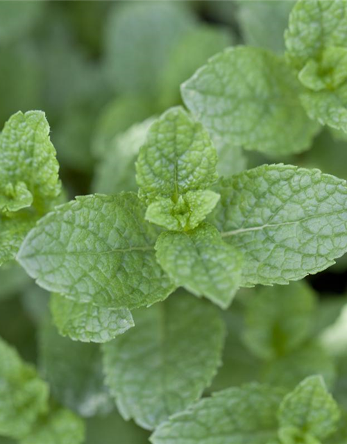 Mentha spicata