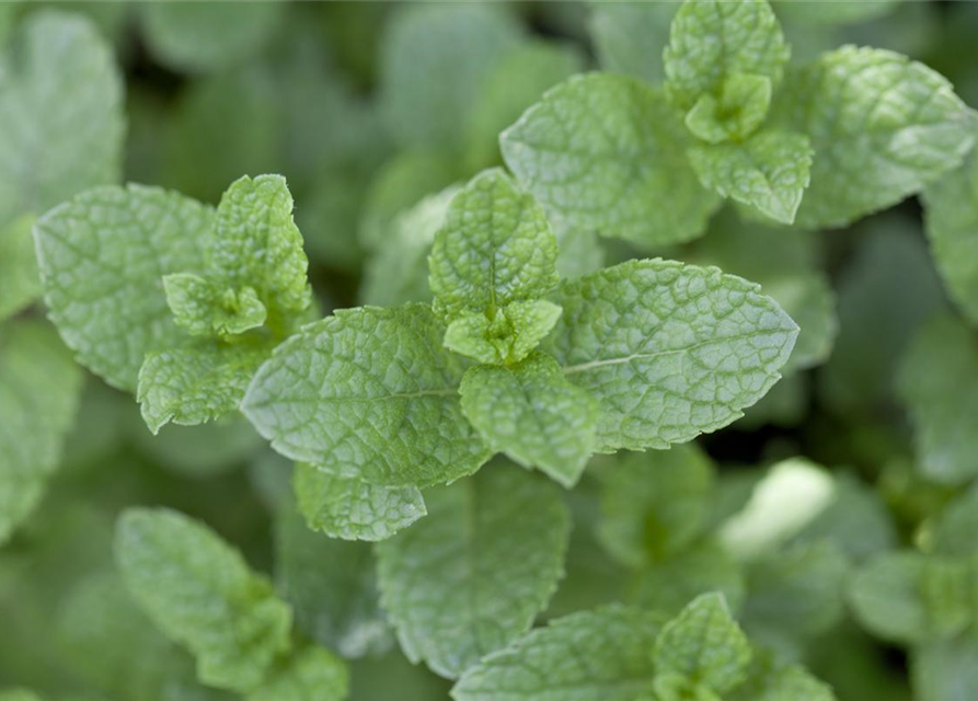 Mentha spicata