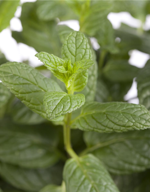 Mentha spicata