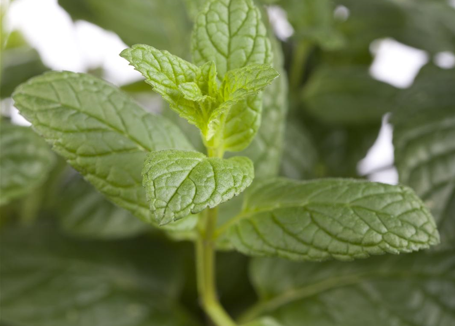 Mentha spicata