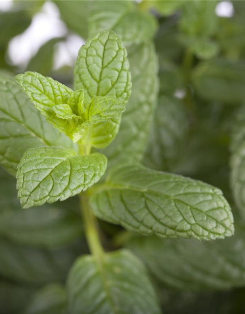 Mentha spicata