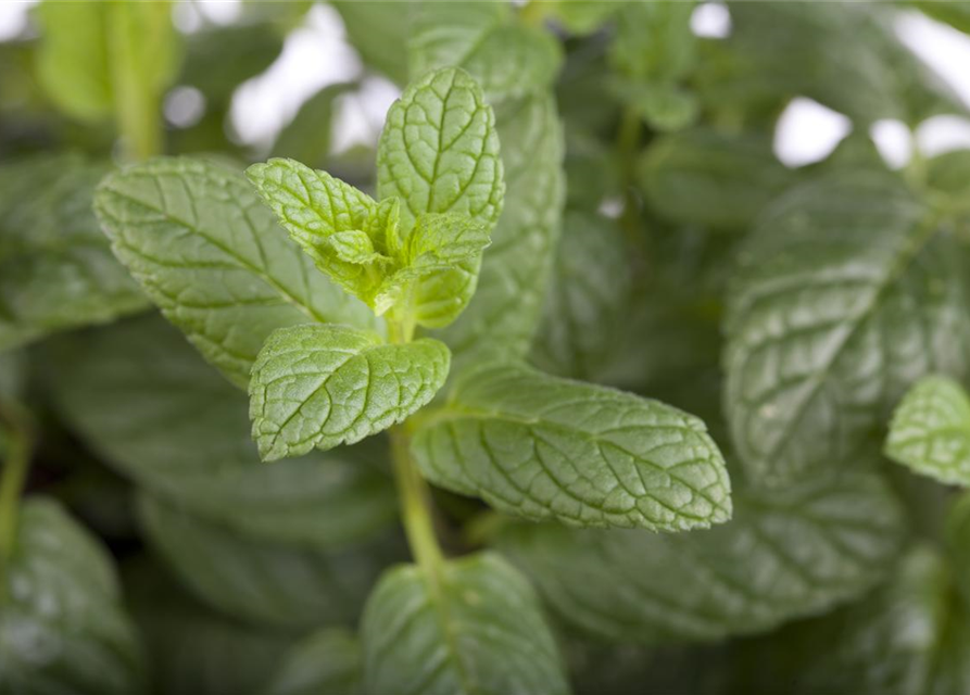 Mentha spicata