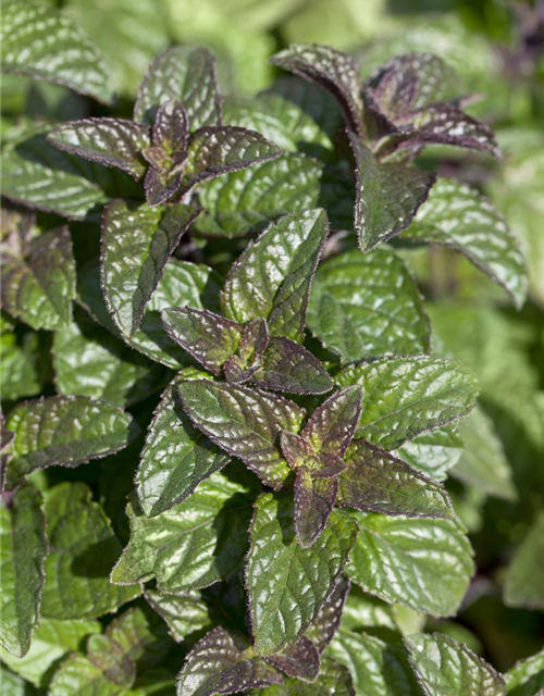 Mentha spicata