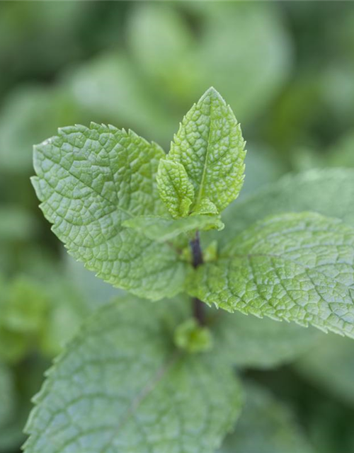 Mentha spicata