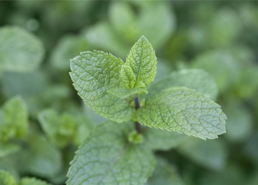 Mentha spicata