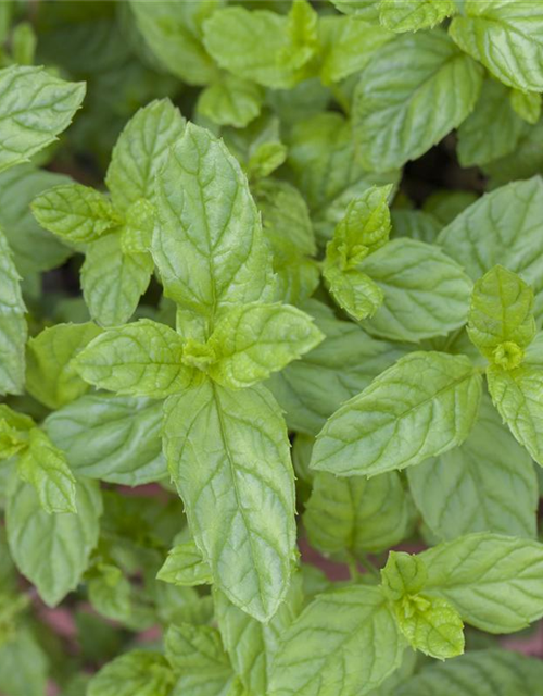 Mentha spicata