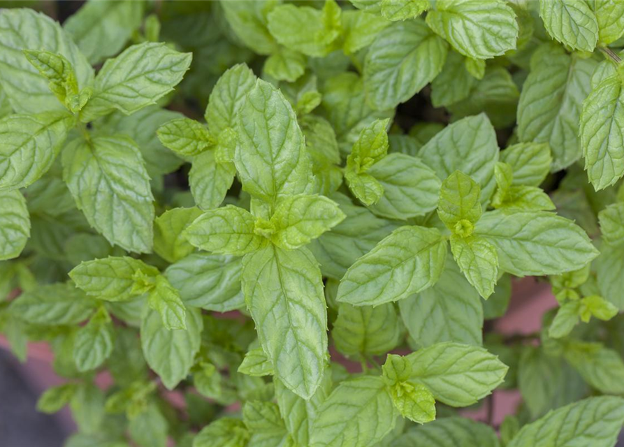 Mentha spicata