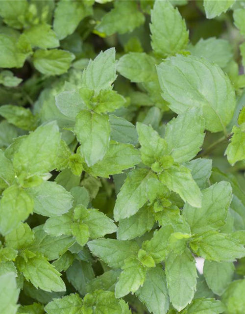 Mentha spicata