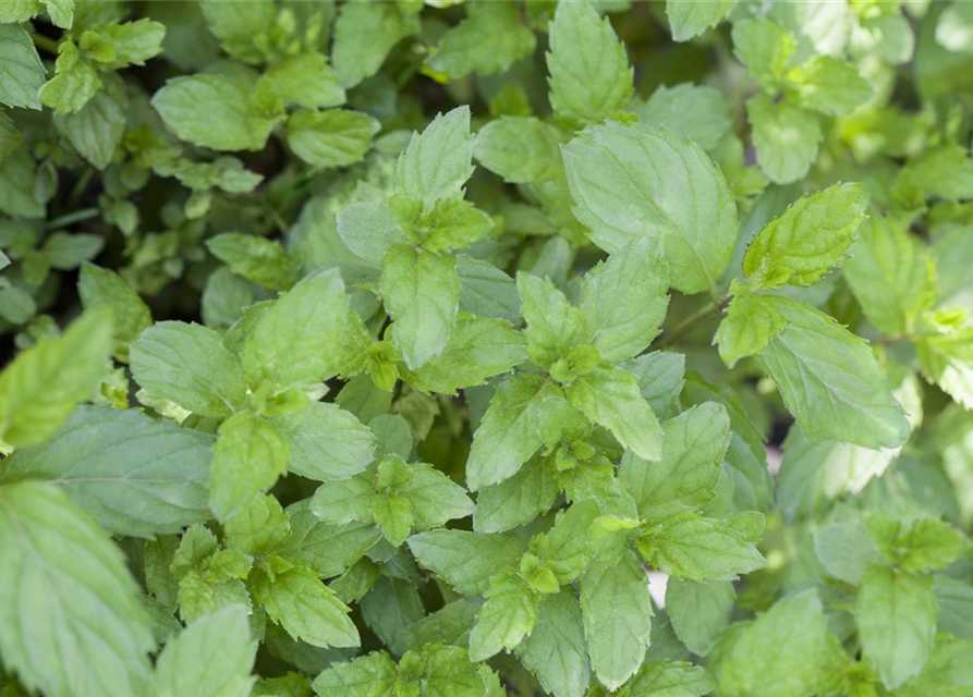 Mentha spicata