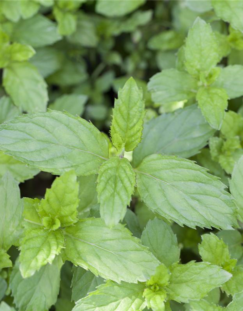 Mentha spicata