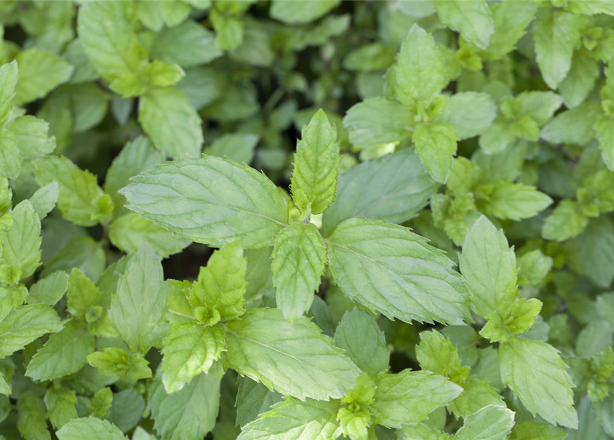 Mentha spicata