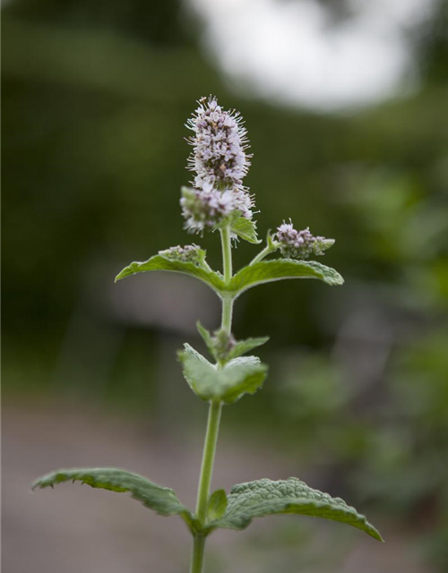 Mentha spicata