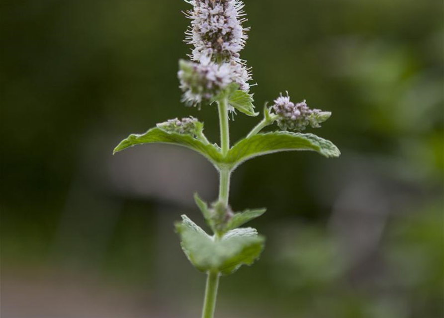 Mentha spicata