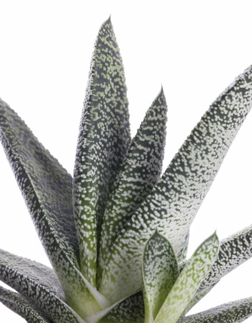 Gasteria Dragon Skin