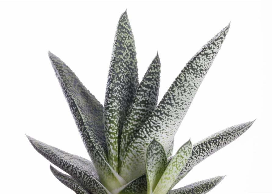 Gasteria Dragon Skin