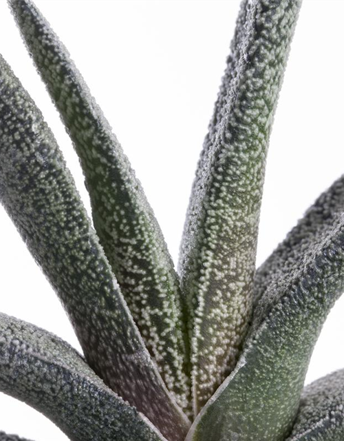 Gasteria Dragon Skin