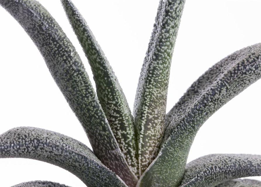 Gasteria Dragon Skin