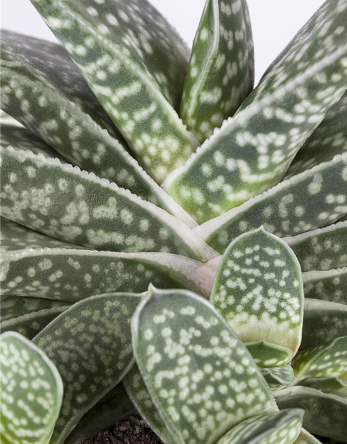 Gasteria Dragon Skin