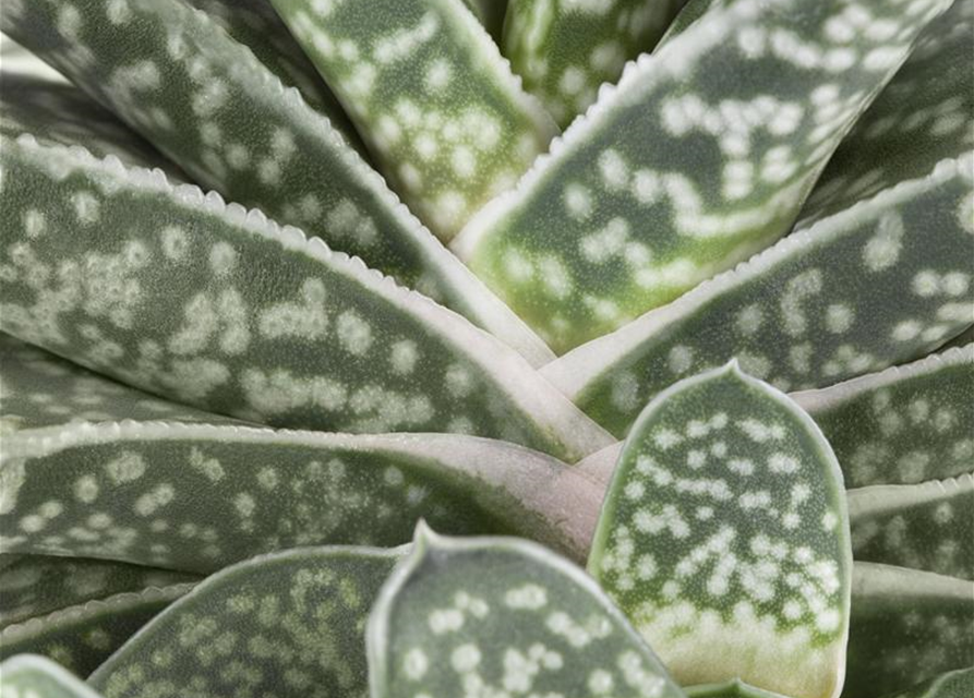 Gasteria Dragon Skin