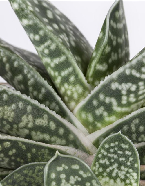 Gasteria Dragon Skin