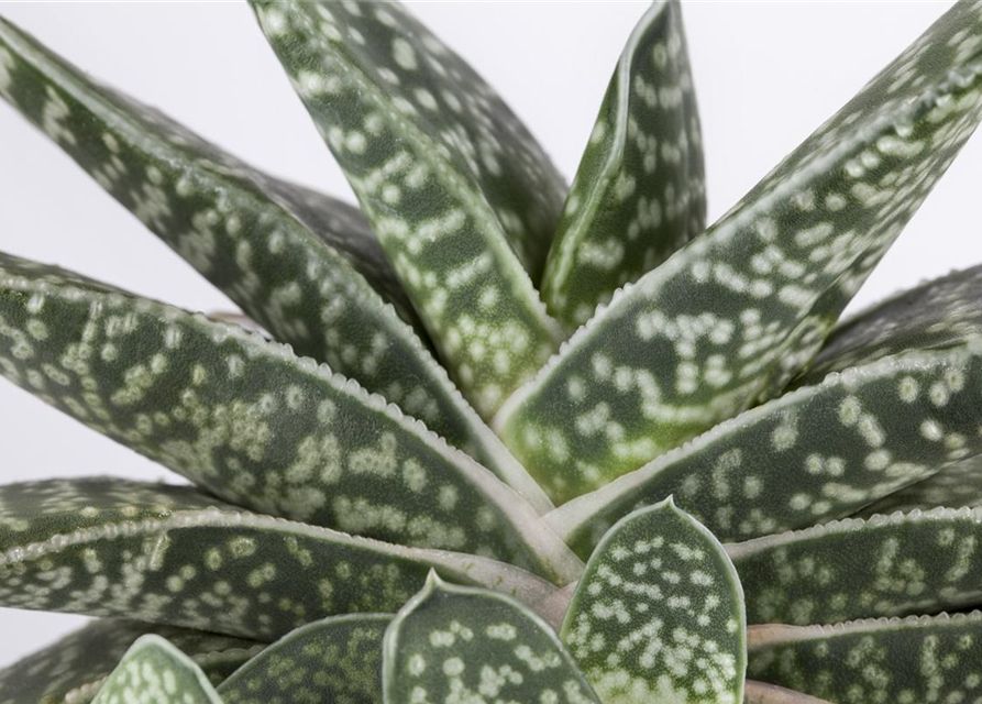 Gasteria Dragon Skin