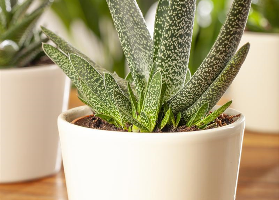 Gasteria Dragon Skin