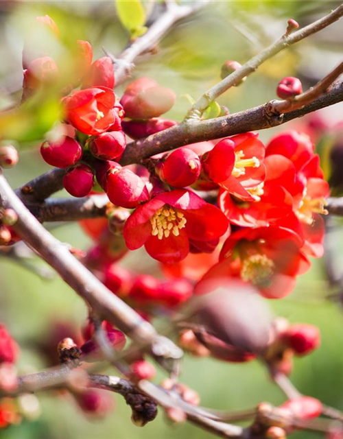 Chaenomeles Hybride Friesdorfer Typ