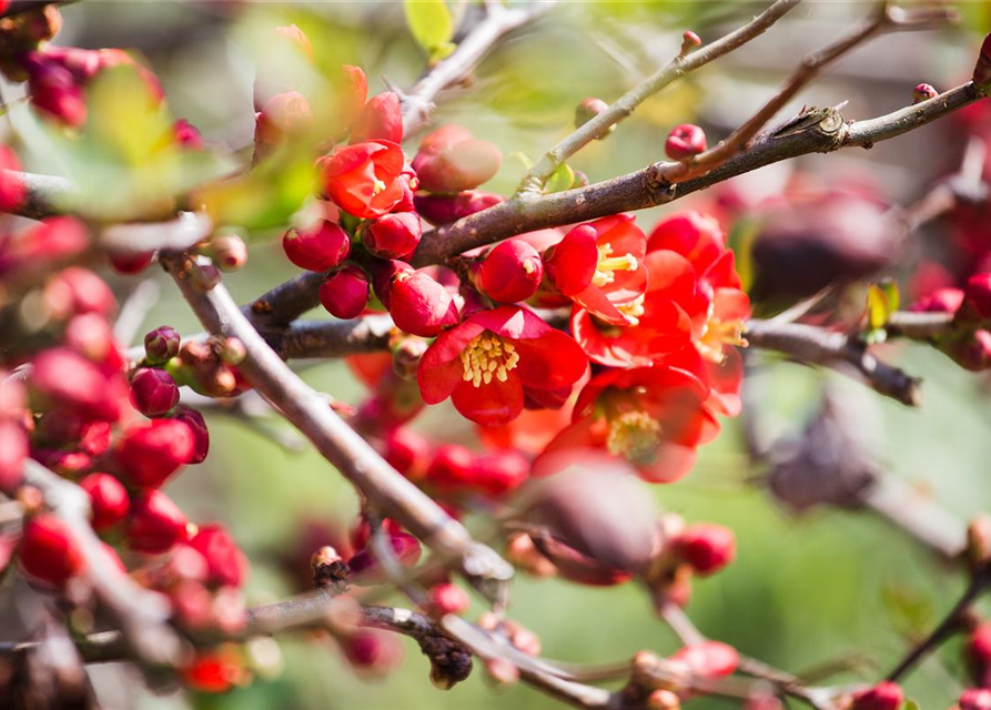 Chaenomeles Hybride Friesdorfer Typ