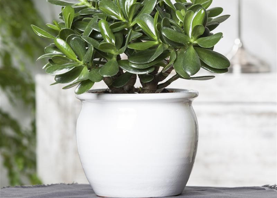 Crassula ovata Money Maker