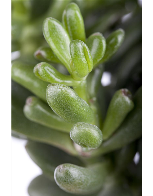 Crassula Magical Tree