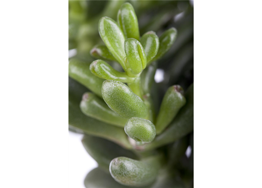 Crassula Magical Tree