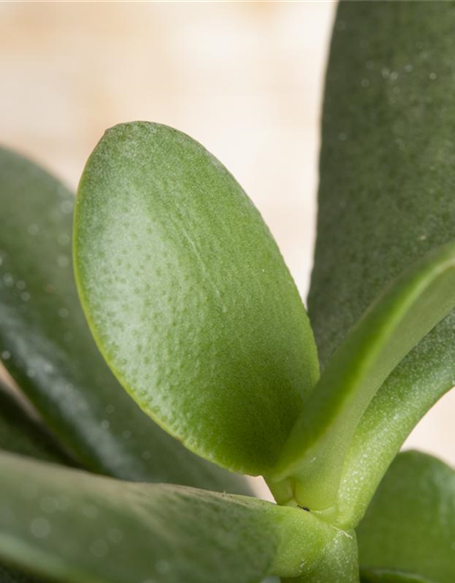 Crassula ovata