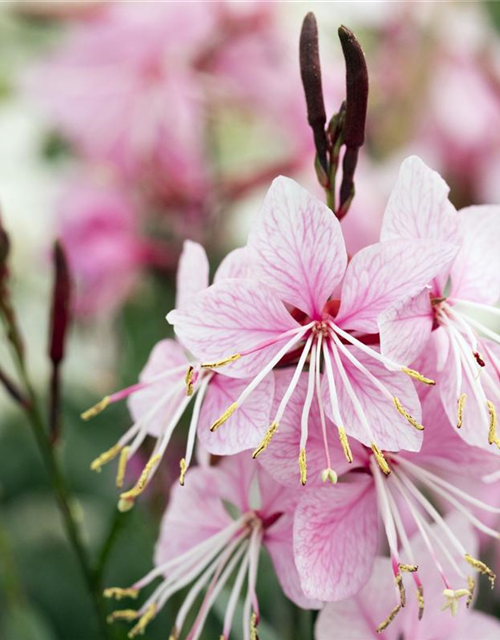 Gaura lindheimerii