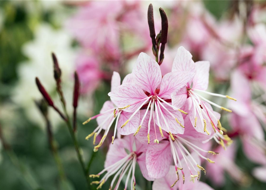 Gaura lindheimerii