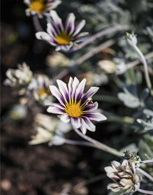 Gazania rigens